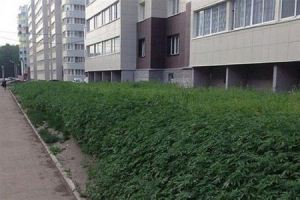شهرداری که اشتباهآ به جای چمن ماری جوانا کاشت