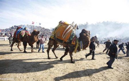 فستیوال عجیب و جالب کشتی شترها در ترکیه