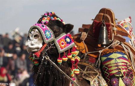 فستیوال عجیب و جالب کشتی شترها در ترکیه