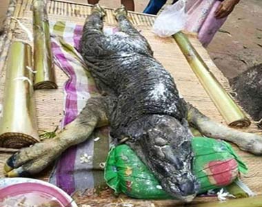 صید موجودی عجیب و وحشتناک در تایلند ! + تصاویر