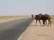 تصادف مرگبار پراید با شتر در زاهدان + عکس