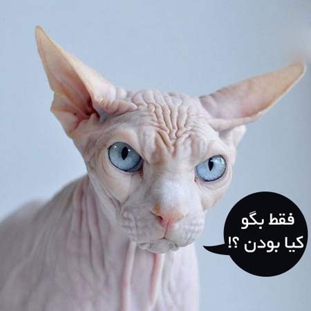 عکس های جدید خیلی خنده دار و بامزه