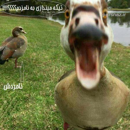 تازه ترین عکس های خنده دار و باحال