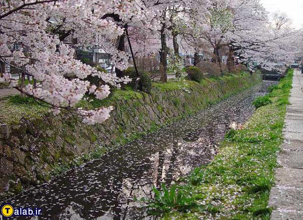 عکسهای دیدنی از شکوفه های بهاری