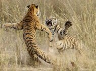 تک عکس های دیدنی و جالب از نشنال جئوگرافیک