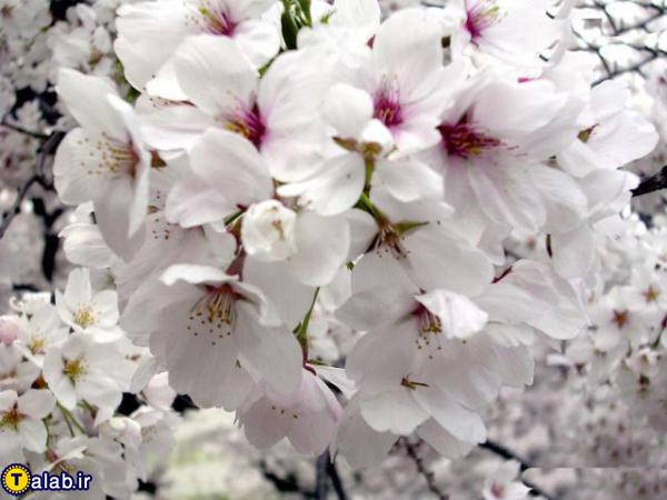 عکسهای دیدنی از شکوفه های بهاری