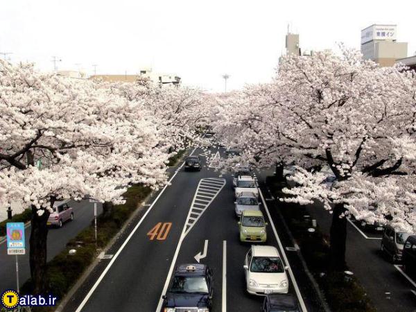 عکسهای دیدنی از شکوفه های بهاری