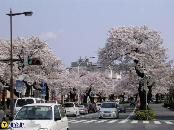 عکسهای دیدنی از شکوفه های بهاری