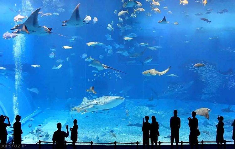 آکواریوم های برتر دنیا را بهتر بشناسید