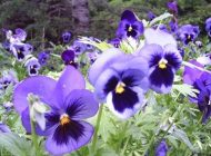 ویژگی درمانی گیاه بنفشه