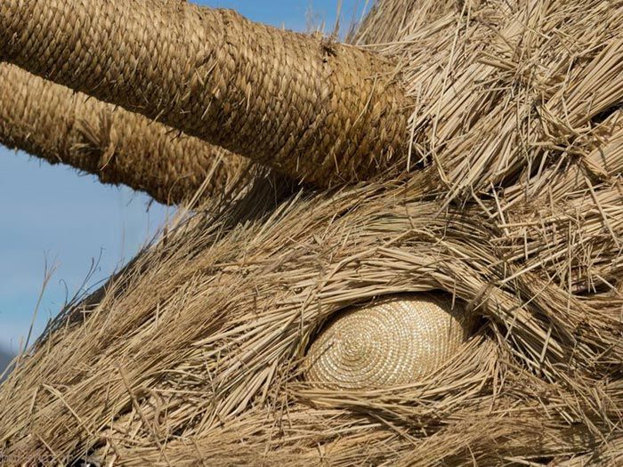 جشن شالیزار کاران ژاپنی در برداشت برنج