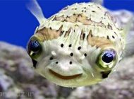 لحظه ی شکار لبخند حیوانات در قاب تصویر