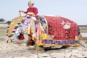 تصاویری جالب از آرایش فیل های هندی