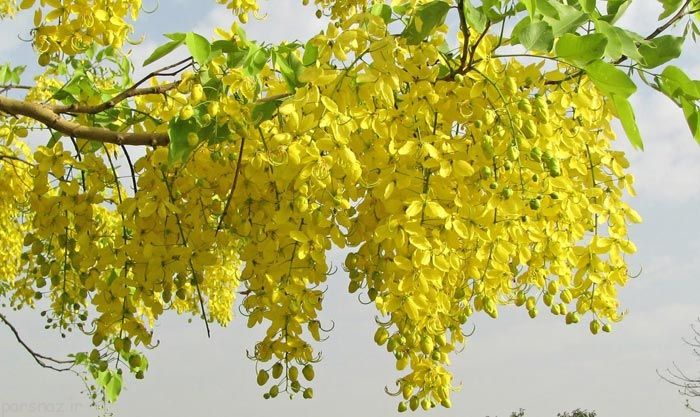 هنرنمایی طبیعت به دست خداوند قادر و متعال