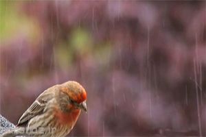پیامک و اس ام اس های عاشقانه و بی کسی