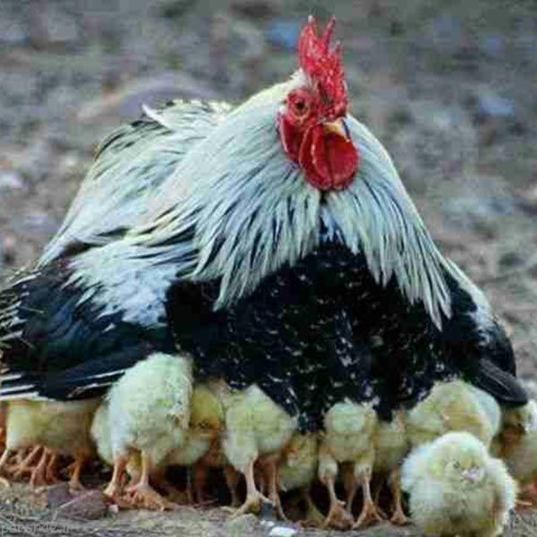 مجموعه ای جالب از تصاویر بامزه و متنوع هفته
