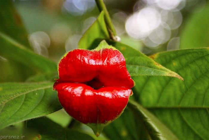 زیباترین و جالب ترین گلهای دنیا