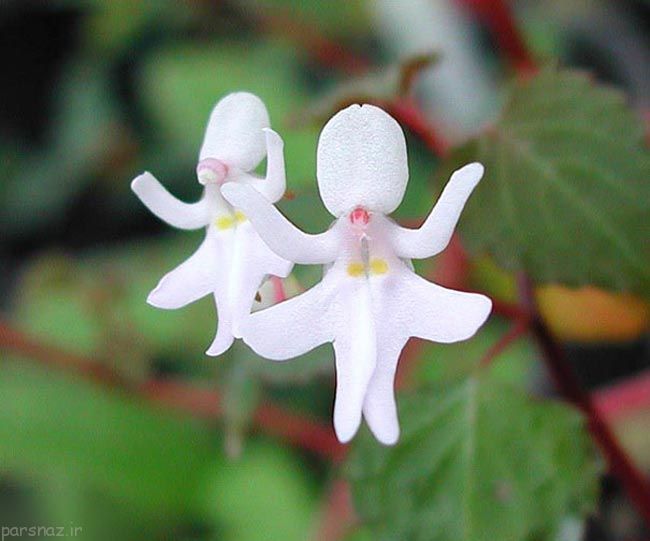 زیباترین و جالب ترین گلهای دنیا
