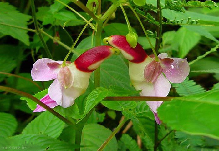 زیباترین و جالب ترین گلهای دنیا