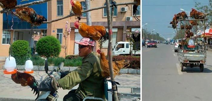 تصاویر طنز و خنده دار از سراسر جهان