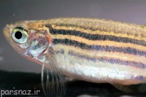 رابطه شخصیت ماهی ها با شکل ظاهری آنها