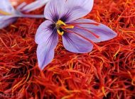 همه چیز درباره زعفران طلای سرخ