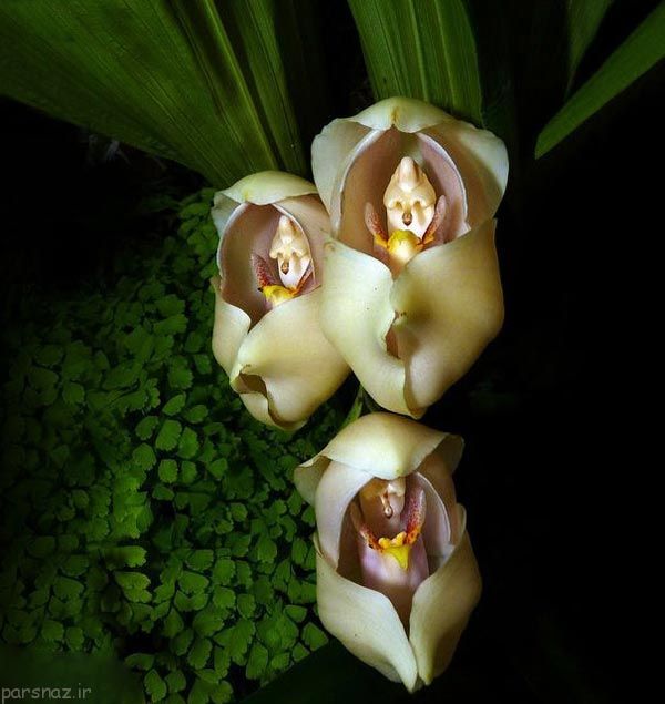 زیباترین و جالب ترین گلهای دنیا