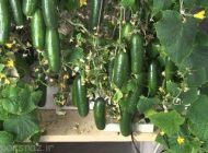 روش های کاربردی کاشت خیار در خانه