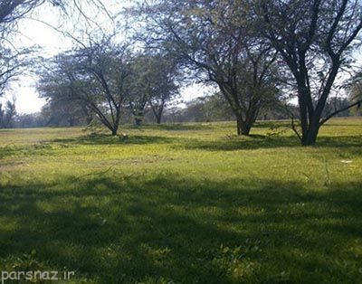 پارک چاهکوتاه زیبا در بوشهر را با هم ببینیم
