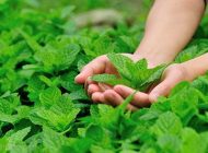 روش کاشت نعناع در منزل و فواید آن