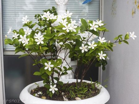 تصفیه هوای خانه با این گیاهان آپارتمانی تصفیه هوای خانه با این گیاهان آپارتمانی