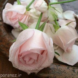 اس ام اس و پیامک فلسفی زیبا برای زندگی