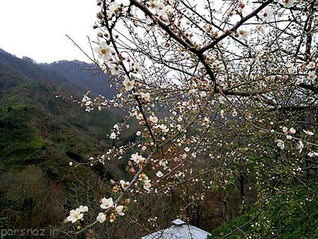 منطقه زیبای لیلا کوه در گیلان را ببینید