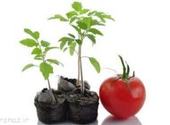 گوجه فرنگی را در منزل پرورش دهیم