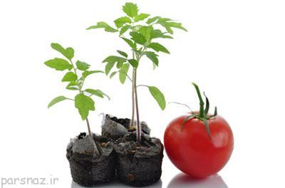 گوجه فرنگی را در منزل پرورش دهیم