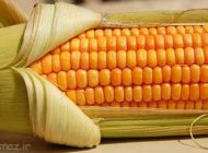 با خواص درمانی ذرت آشنا شویم