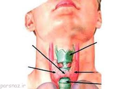 تاثیرات غده تیروئید در بدن