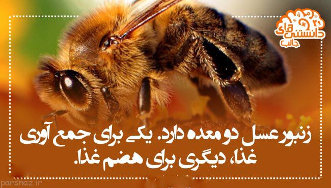 دانستنی های علمی تصویری برای بیشتر دانستن