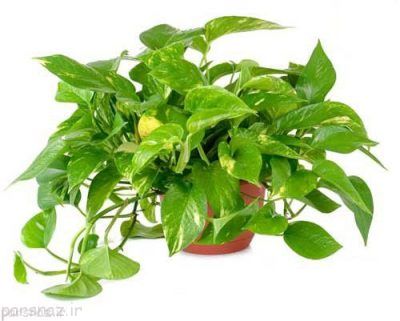این گیاهان خواب راحت را به شما هدیه می دهند