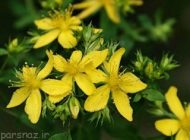 چای کوهی و خاصیت های مفید