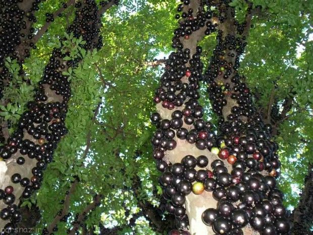 میوه های جالب و غیر عادی در جهان