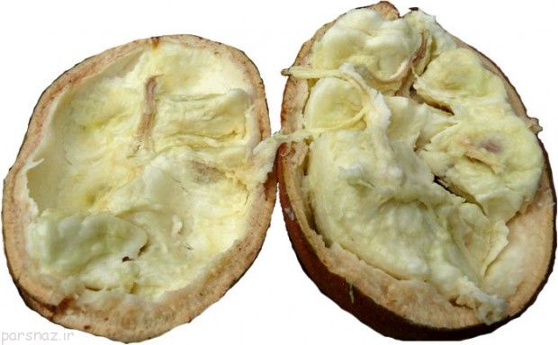 میوه های جالب و غیر عادی در جهان