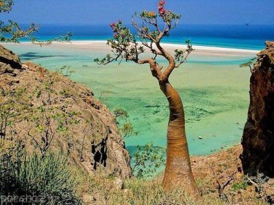 جزیره سوکوترا غریب ترین مکان روی زمین