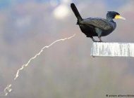محصولات حیوانی مفید و جالب را بشناسید