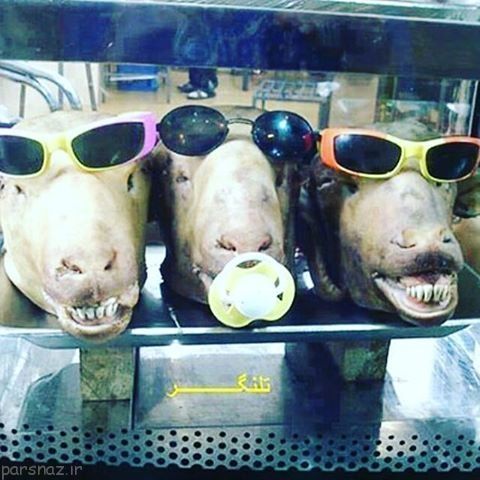 تصاویر سوژه و خنده دار از همه جای جهان سری جدید