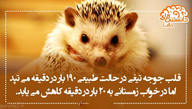 سری جدید دانستنی های علمی تصویری برای شما