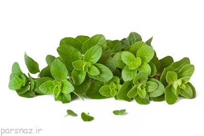 خواص مفید گیاه پینه را بشناسید