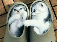 خنده دارترین عکس ها سوژه های مختلف طنز