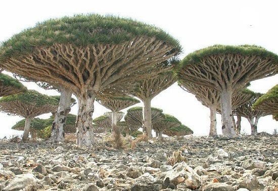 جزیره سوکوترا غریب ترین مکان روی زمین