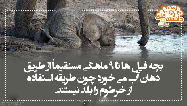 دانستنی های علمی تصویری برای بیشتر دانستن